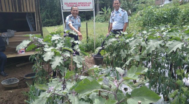 Rutan Padang Panjang Ubah Lahan Kosong Jadi Perkebunan Produktif