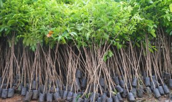 Lapas Kerobokan Sumbang 25 Ribu Bibit Pohon Mahoni Dukung Gerakan Bali Go Green