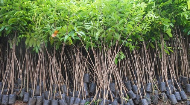 Lapas Kerobokan Sumbang 25 Ribu Bibit Pohon Mahoni Dukung Gerakan Bali Go Green