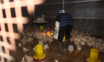 Lapas Pekanbaru Kembali Panen Ayam Potong