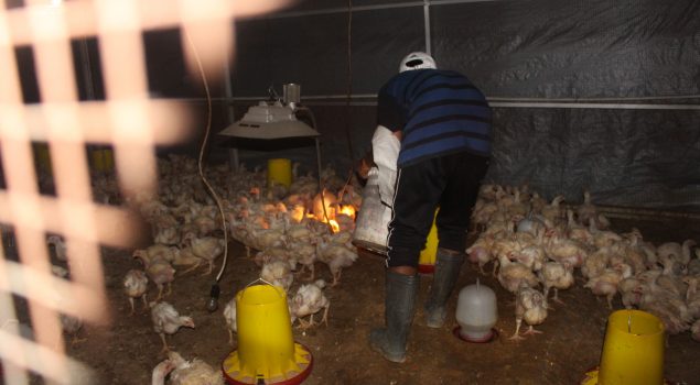 Lapas Pekanbaru Kembali Panen Ayam Potong