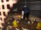 Lapas Pekanbaru Kembali Panen Ayam Potong