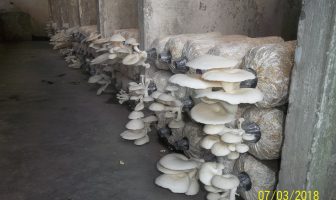 Diburu, Jamur Merang Produksi WBP Lapas Yogyakarta