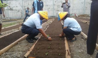 Lapas Piru Kembali Menanam, Manfaatkan Bedeng Metode Rekayasa