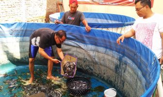 Bapas Yogya Panen 400 Kg Lele Dengan Sistem Biofloc