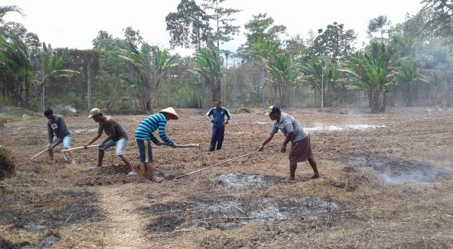 Lapas Piru Kelola Semak Belukar Jadi Lahan Pertanian