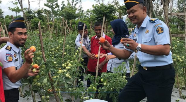 Cabang Rutan Labuha Panen Hasil Kebun Warga Binaan