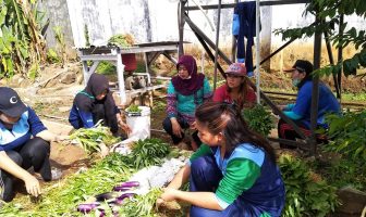 LPP Sungguminasa Panen Sayuran Segar