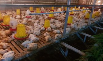 Lapas Pekanbaru Terus Tingkatkan Budidaya Ayam Potong