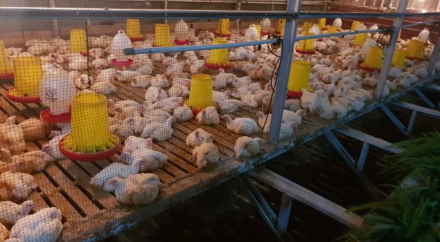 Lapas Pekanbaru Terus Tingkatkan Budidaya Ayam Potong