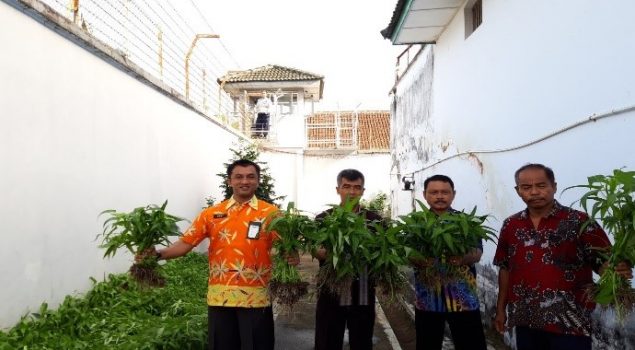 Usai Panen Sawi, Rutan Wates Juga Panen Kangkung