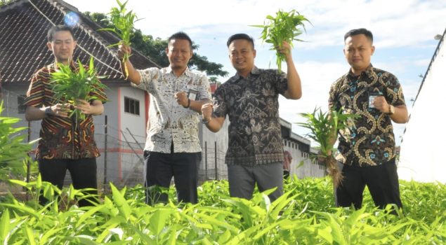 Tanami Lahan Branggang, Rutan Kotabumi Panen Sayuran Segar