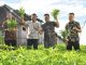 Tanami Lahan Branggang, Rutan Kotabumi Panen Sayuran Segar