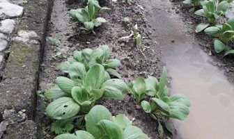 LPP Bandar Lampung Manfaatkan Branggang Jadi Lahan Produktif