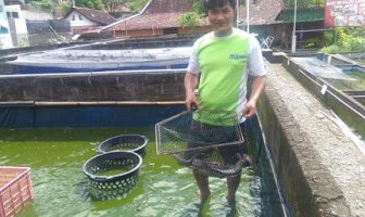 Pembinaan Sukses, Rutan Wonogiri Panen Lele