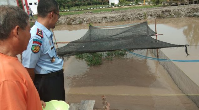 Kalapas Sarolangun Sebar 2.000 Benih Ikan Nila Super