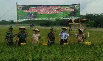 Pasukan Merah Putih Rutan Batang Beraksi di Sawah