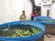 Rutan Pemalang Budidayakan Ikan Nilai dengan Sistem Bioflok