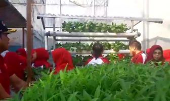 LPN Jakarta Nikmati Panen Sayuran & Buah