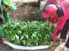 Budidaya Kangkung Ala Lapas Tuban, Baru Panen Langsung Ludes Terjual