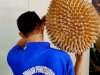 Lapas Sragen Produksi "Durian Terbesar"