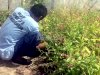 Ginseng Jawa Jadi Apotek Hidup di Lapas Palangka Raya