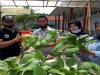 Rutan Buntok Panen Perdana Sayur Hidroponik 