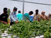 Warga Binaan Lapas Karang Intan Tanam Sayur dengan Hidroponik