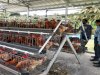 SAE Lapas Rangkasbitung Panen Telur