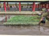 Digemari Masyarakat, Rutan Kuala Kapuas Budidayakan Ikan Nila