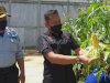 WBP Produktif, LPN Karang Intan Panen Jagung