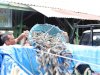 Perdana, Lapas Padang Panen 705 Kg Ikan Lele