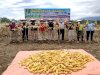Lapas Padang Dukung Panen Raya Jagung di Lapas Terbuka Pasaman