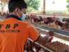 Terampilnya WBP Lapas Curup, Budidaya Ayam Petelur Hingga Ciptakan Lukisan
