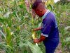 Lagi, WBP Lapas Namlea Panen Jagung Pulut