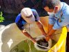 Berikan Pembinaan Berkesinambungan, Lapas Sampit Kembali Tabur Benih Ikan Lele