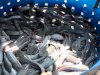 Lapas Padang Panen Hingga 15 Ribu Ikan Lele