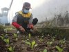 Rutan Bangli Ubah Lahan Kosong Jadi Area Perkebunan
