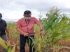 Dukung Program Ketahanan Pangan, Lapas Kupang Kembali Panen Jagung 