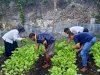 WBP Lapas Banda Naira Panen Hasil Pertanian