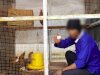 Ayam Kampung Unggul Balitbangtan Diternak oleh WBP LPN Karang Intan