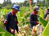 Panen Jagung Perdana Hasil Tanam WBP Lapas Jember Capai 920 Kilogram