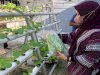 Rutan Ambon Panen Sayur Seledri Hasil Hidroponik