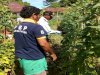 WBP Lapas Bandanaira Panen Sayur Kacang Panjang