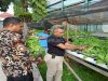 Panen Sayuran Hidroponik, Bukti Keberhasilan Pembinaan Kemandiran Lapas Ambon