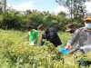Rutan Tanah Grogot Panen Cabai Hingga 15 Kg