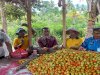 Sukses Bina WBP, Lapas Wahai Panen Tomat