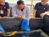 Kerja Sama LPN Karang Intan-Rumah Koi Martapura Hadirkan Indukan Koi dari Jepang