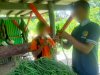 Usai Cabai Rawit, Lapas Piru Panen Sayur Kacang Panjang