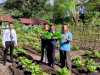 Produktif, WBP Lapas Bandanaira Panen Sayur Sakata